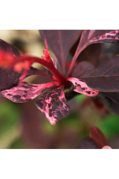 Berberis Thunbergii Rose Glow
