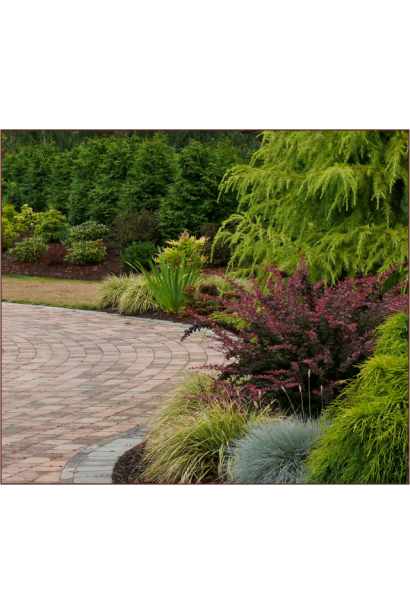 Барбарис Тунберга Роуз Глоу ландшафтный дизайн