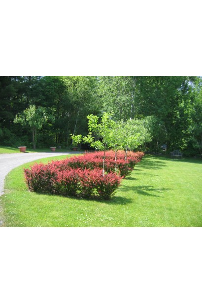 Барбарис тунберга Rose Glow в парке