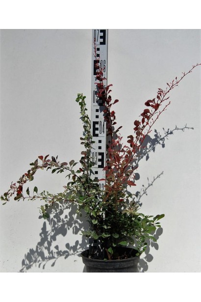 Барбарис Тунберга Роуз Глоу в контейнере