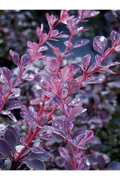 Барбарис Роуз Глоу цвет листвы