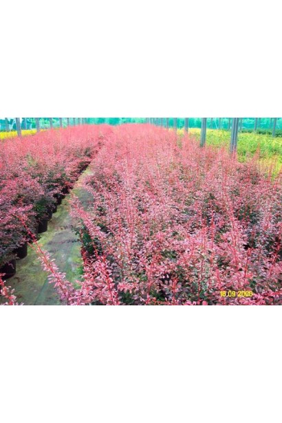 Барбарис Роуз Глоу саженцы в садовом центре