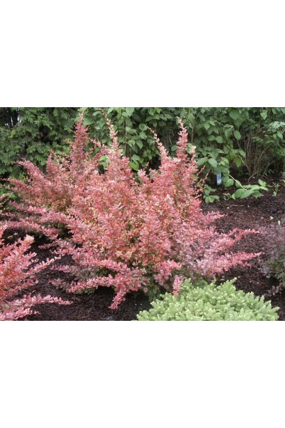 Барбарис Роуз Глоу в ландшафте