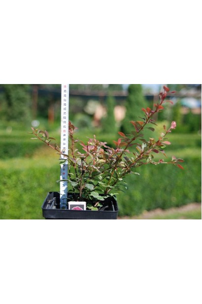 Барбарис Роуз Глоу контейнер Р9