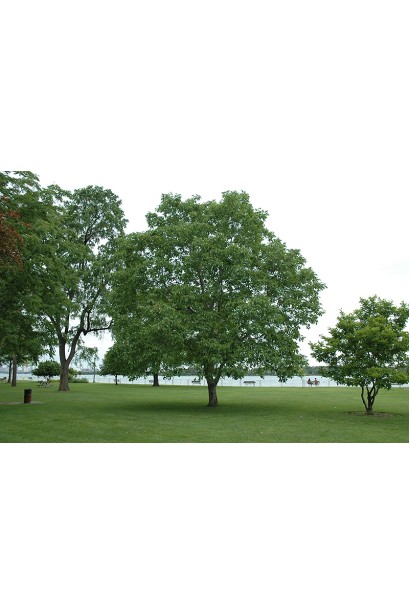 Горіх волоський Костюженський - дерево у саду