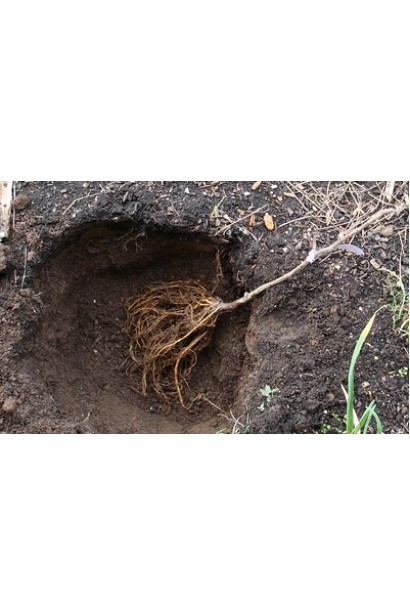 Саджанці горіха Костюженського з голим коренем