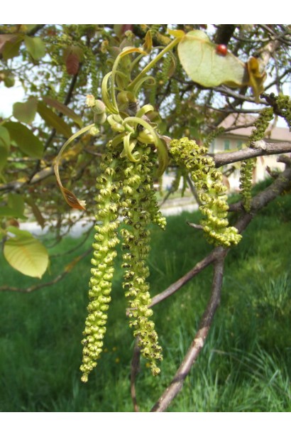 Горіх волоський Костюженський щеплений