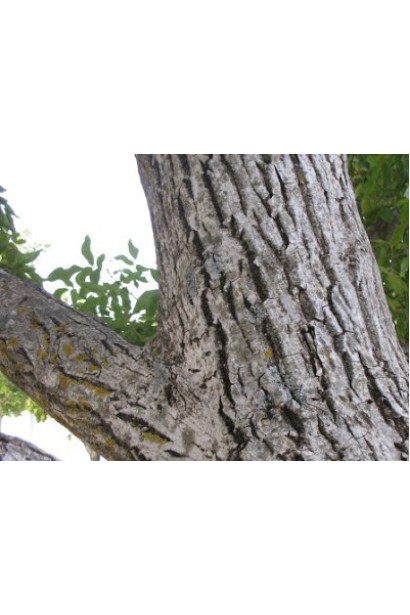 Горіх волоський Костюженський щеплений