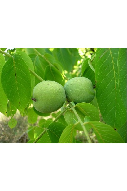 Плоди горіха Костюженського на дереві