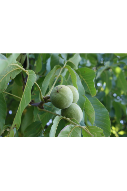 Волоський горіх сорт Костюженський