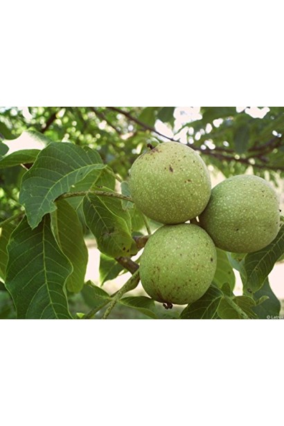 Горіх волоський Костюженський - великі плоди на дереві