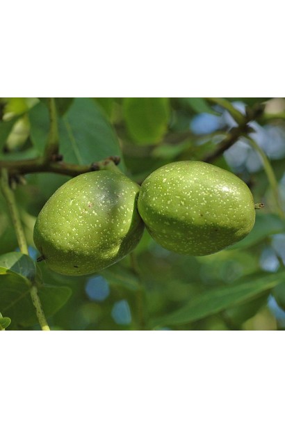 Плоди горіха Костюженського на дереві