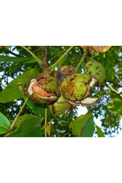 Juglans regia Costiujenii