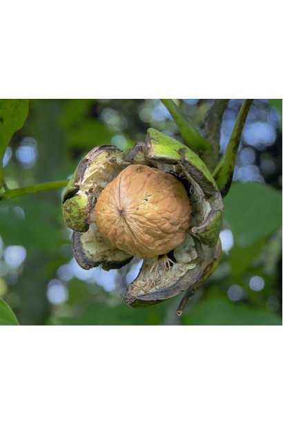 Горіх волоський Костюженський - стиглі плоди на дереві