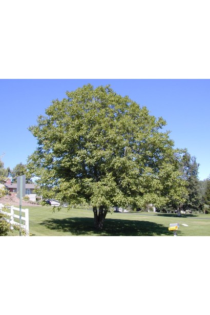 Горіх волоський Овата / Овате - дерево із широкою кроною