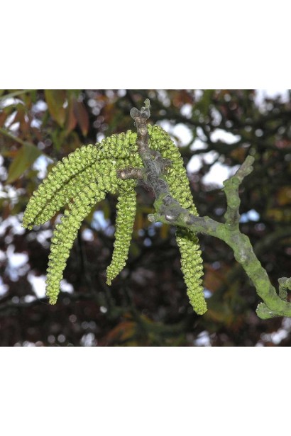 Волоський горіх сорт Овата