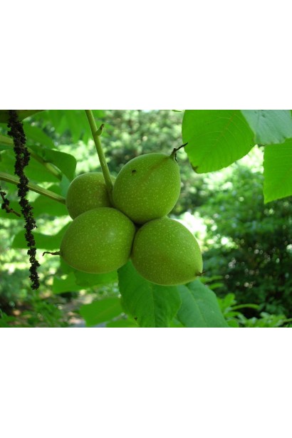 Плоди горіха Овата на дереві