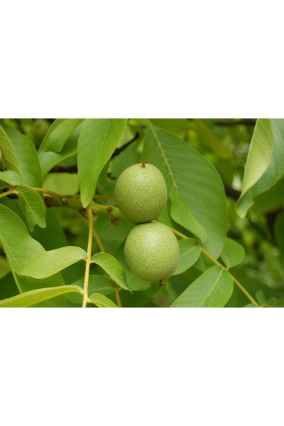 Juglans regia Ovata