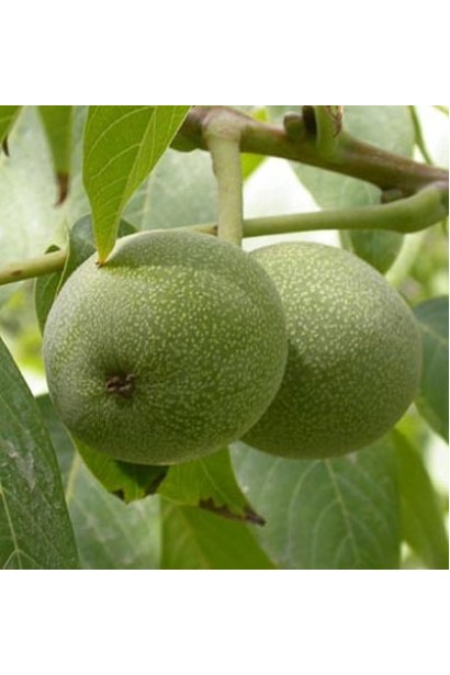 Плоди горіха Овата на дереві