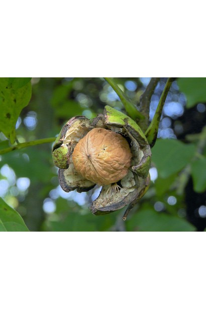 Juglans regia Ovata