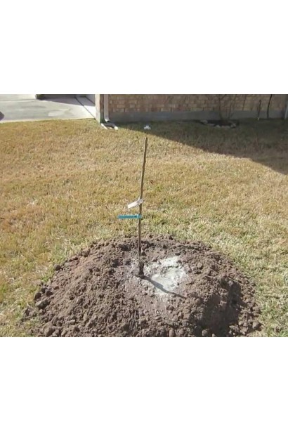 Волоський горіх Овата - молодий саджанець