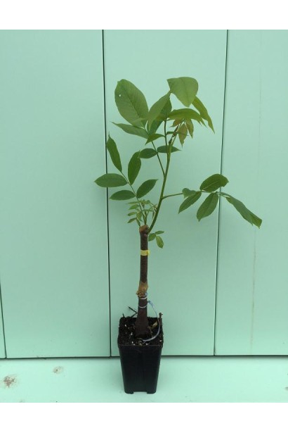 Juglans regia Cogilniceanu - молодий саджанець