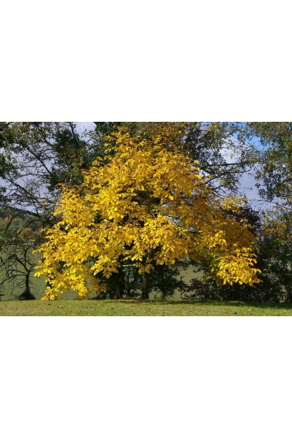 Горіх Когилнічану - дерево у саду