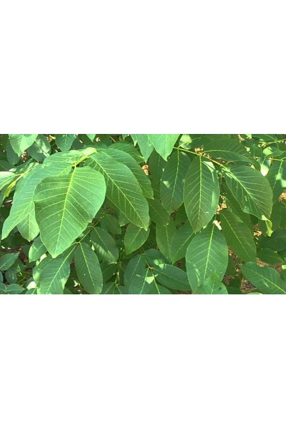 Горіх волоський Когилнічану - широке листя