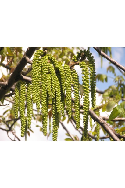 Juglans regia Cogilniceanu