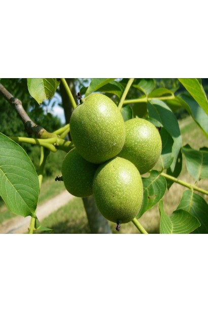 Горіх волоський Когилнічану - великі плоди на дереві