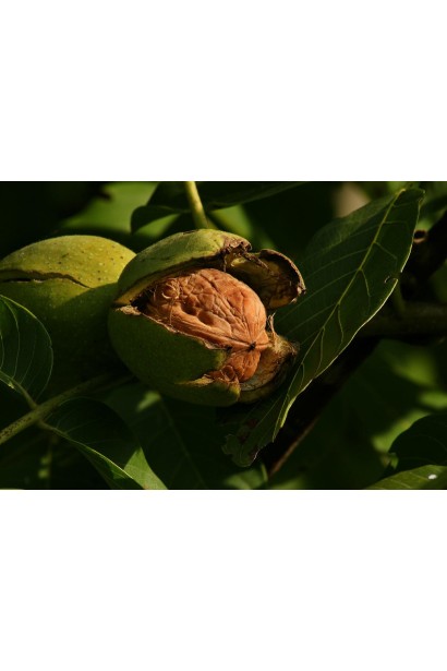 Плоди горіха Когилнічану