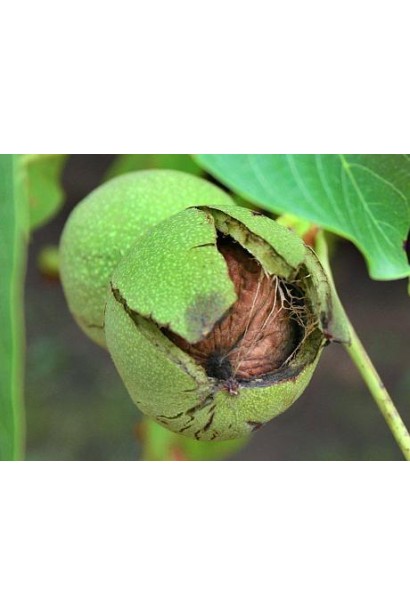 Горіх грецький Когилничану щеплений (великоплідний)