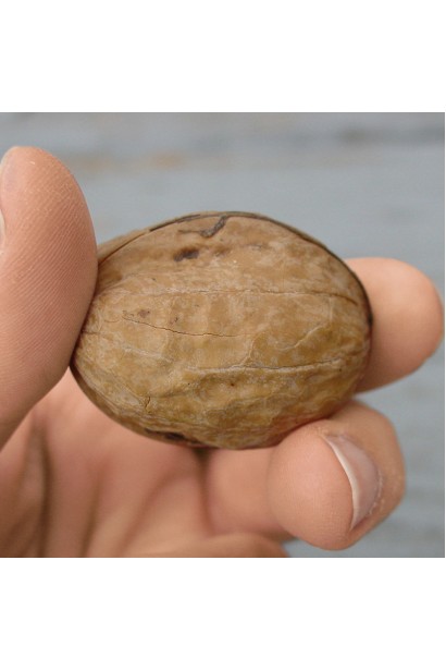 Горіх Когилнічану - шкаралупа з характерною текстурою