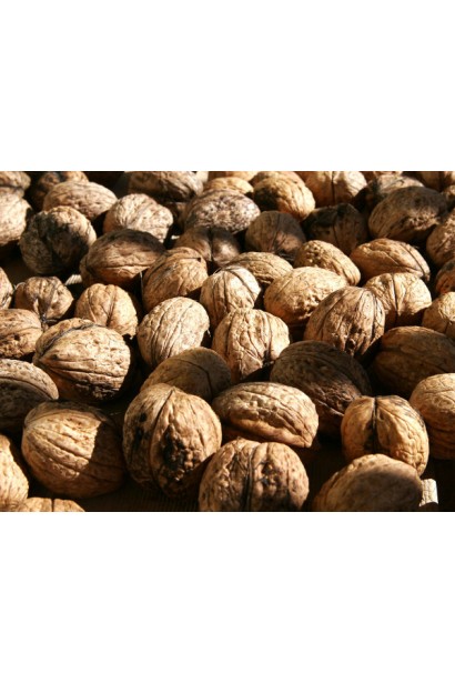 Свежесобранный урожай орехов сорта Казака с крупными плодами