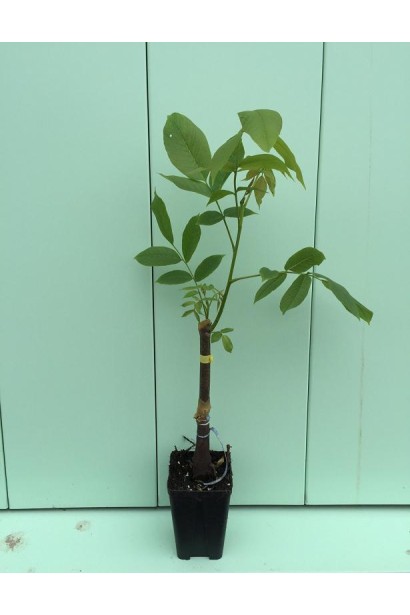 Саженец в контейнере ореха сорта Казака