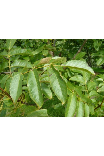 Ярко-зеленые листья грецкого ореха с характерной жилистой структурой