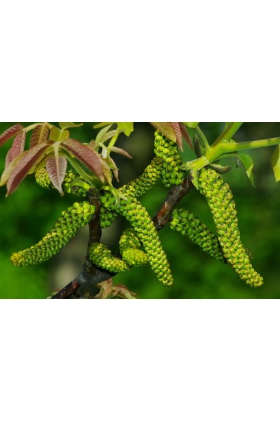 Орех грецкий Казаку