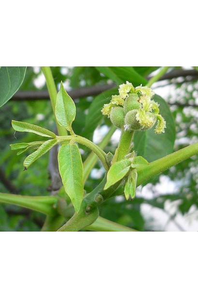Juglans regia Cazacu
