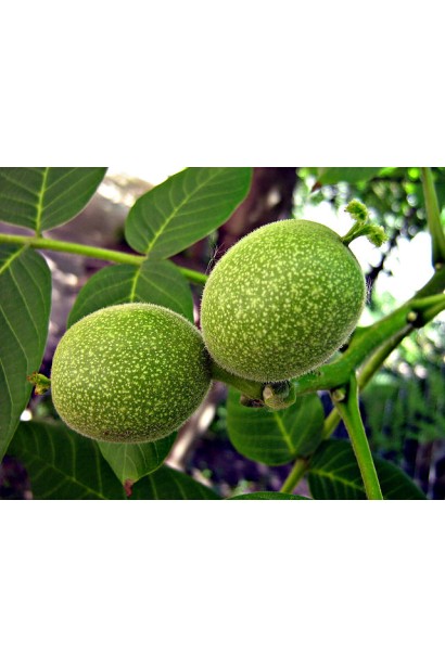 Зеленые плоды грецкого ореха на ветке готовы к созреванию.