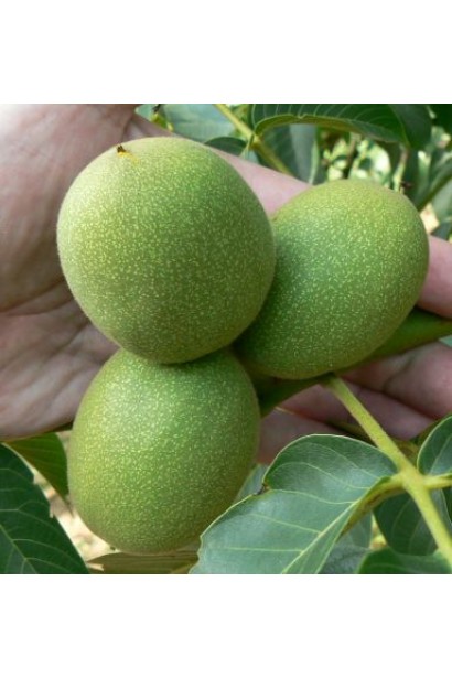 Незрелые грецкие орехи Казака в крепкой зеленой оболочке