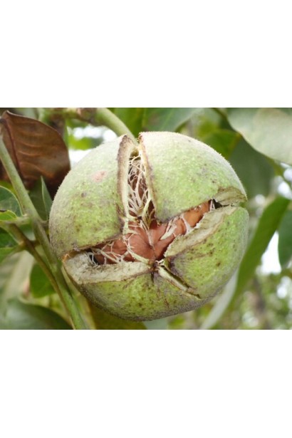 Грецкий орех сорта Казака