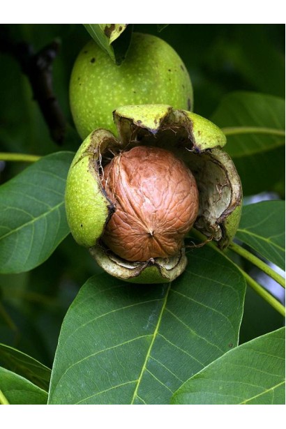 Орех грецкий Казака