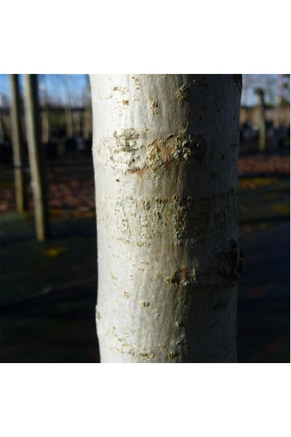 Ствол Орех грецкий Казаку