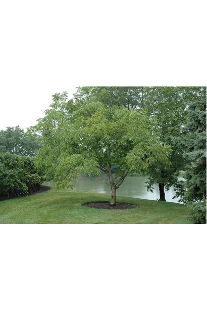 Горіх волоський Піщанський - дерево із широкою кроною