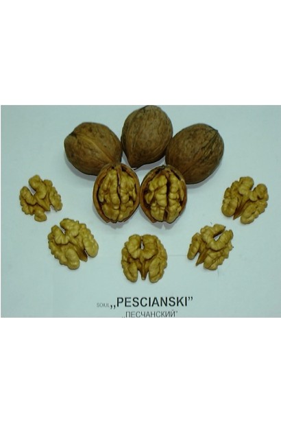 Горіх волоський Піщанський - характерна овальна форма ядра