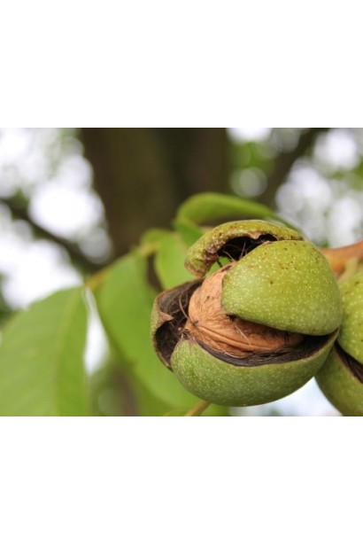 Горіх волоський Піщанський - щеплений сорт горіха