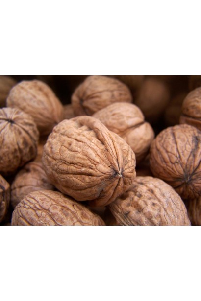 Juglans regia Peschanskii 