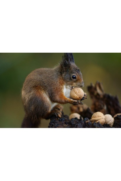 Горіх волоський Піщанський - ядра з ніжним смаком