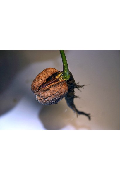 Горіх волоський Піщанський