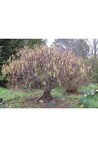 Фундук звичайний Барселонський на присадибній ділянці.